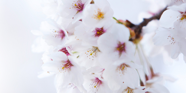 Cluster of white cherry blossoms